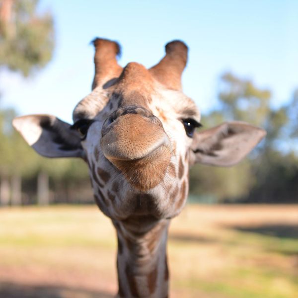 Taronga Western Plains Zoo